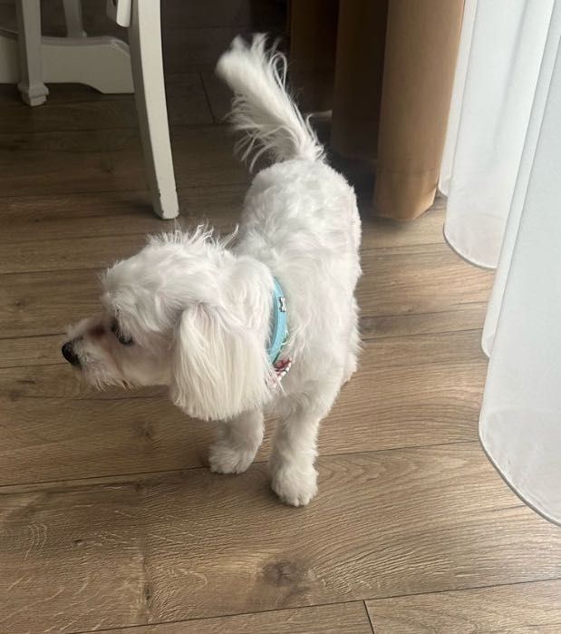 Donez bison maltez , mascul 12 luni,