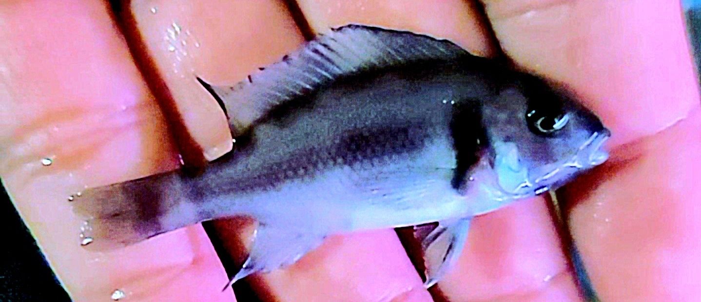 Продам мальков Cyphotilapia Frontoza Black Widow.