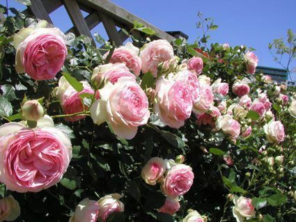 Trandafir Pierre de Ronsard ( 2m ghiveci)