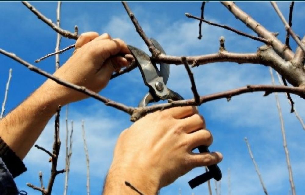 Обрезка плодовых деревьев