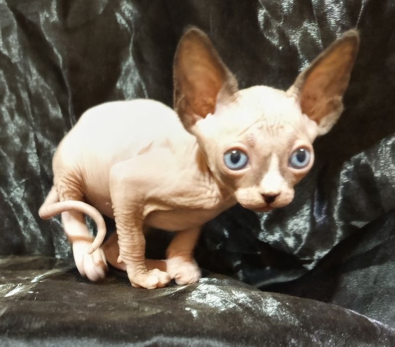 Сфинкс мальчик 1 месяц и 3 недели