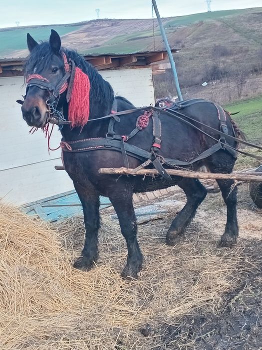 Vand manz castrat de 2 ani