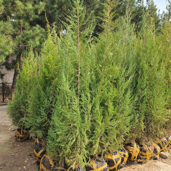 Кипарис маржвеник туя крим сасна арча archalar бошка дарахт келиштирил