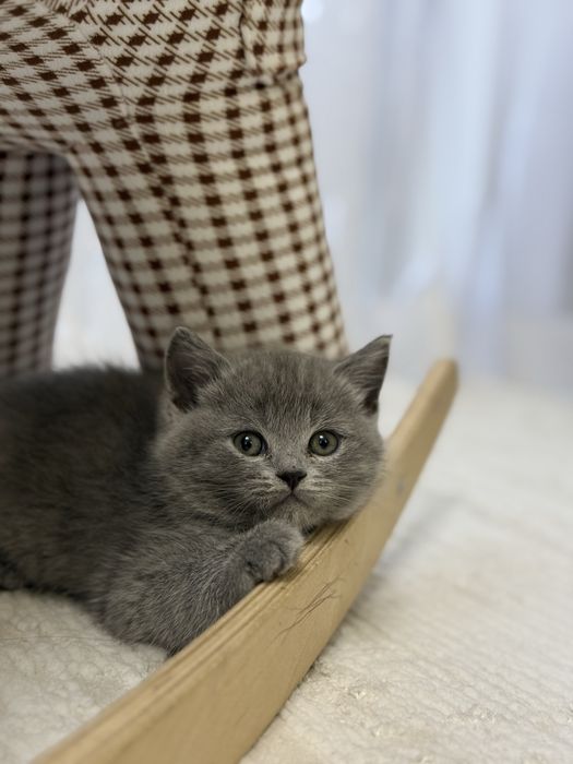 Шотландский котенок