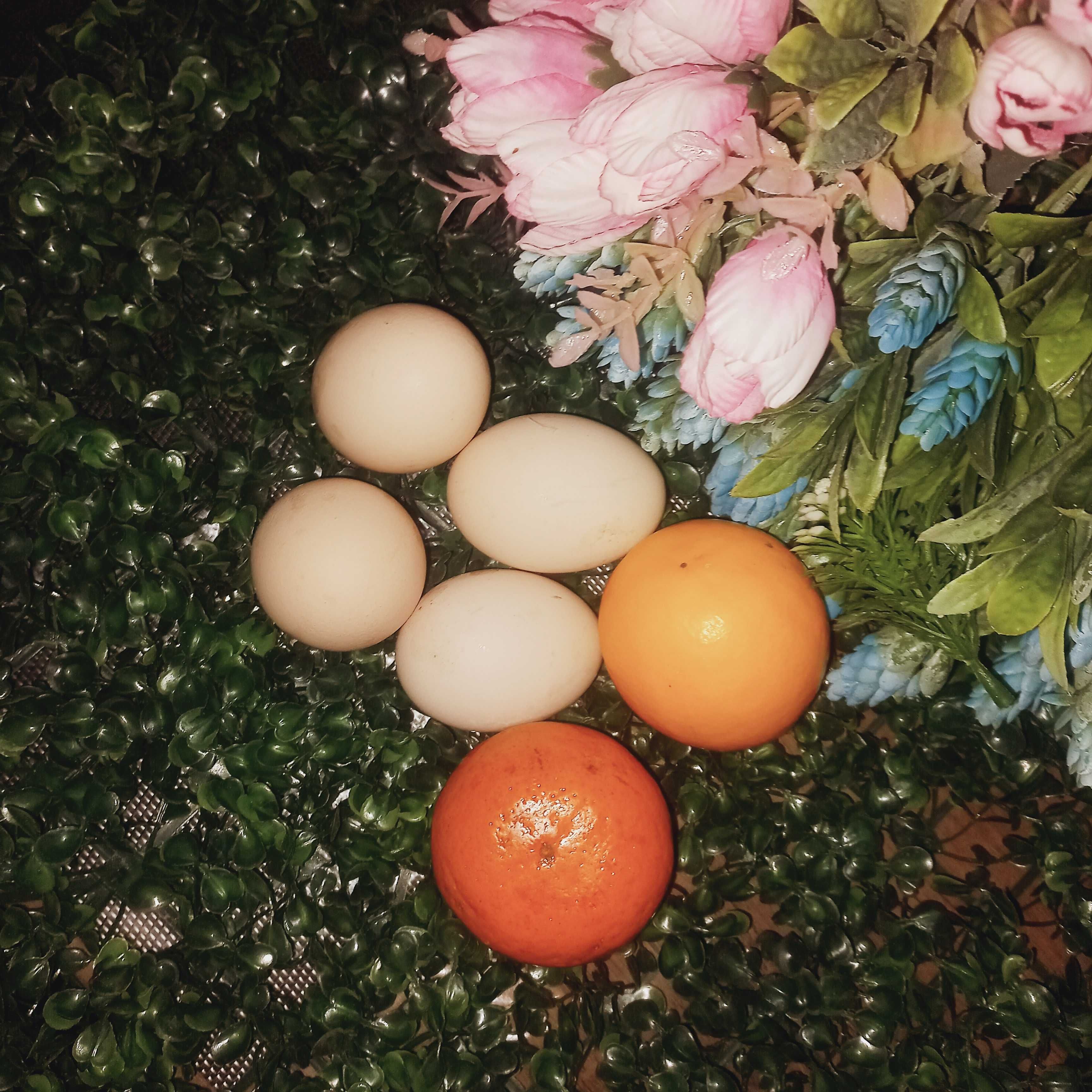 Продам Яйца перепелок, индюков и гусей.