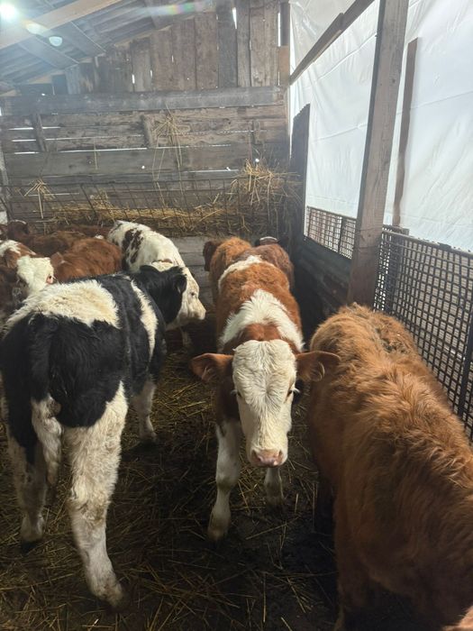 vând 12 vitei (tăurași)