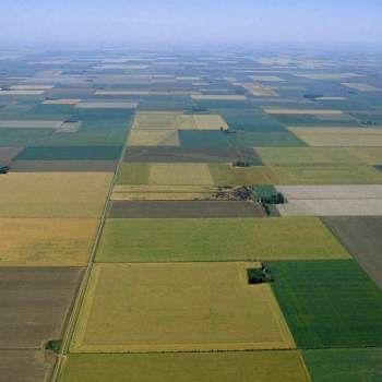 Teren Agricol Arabil 8 hectare / 80.000 m2 Ialomița Colelia / Cocora