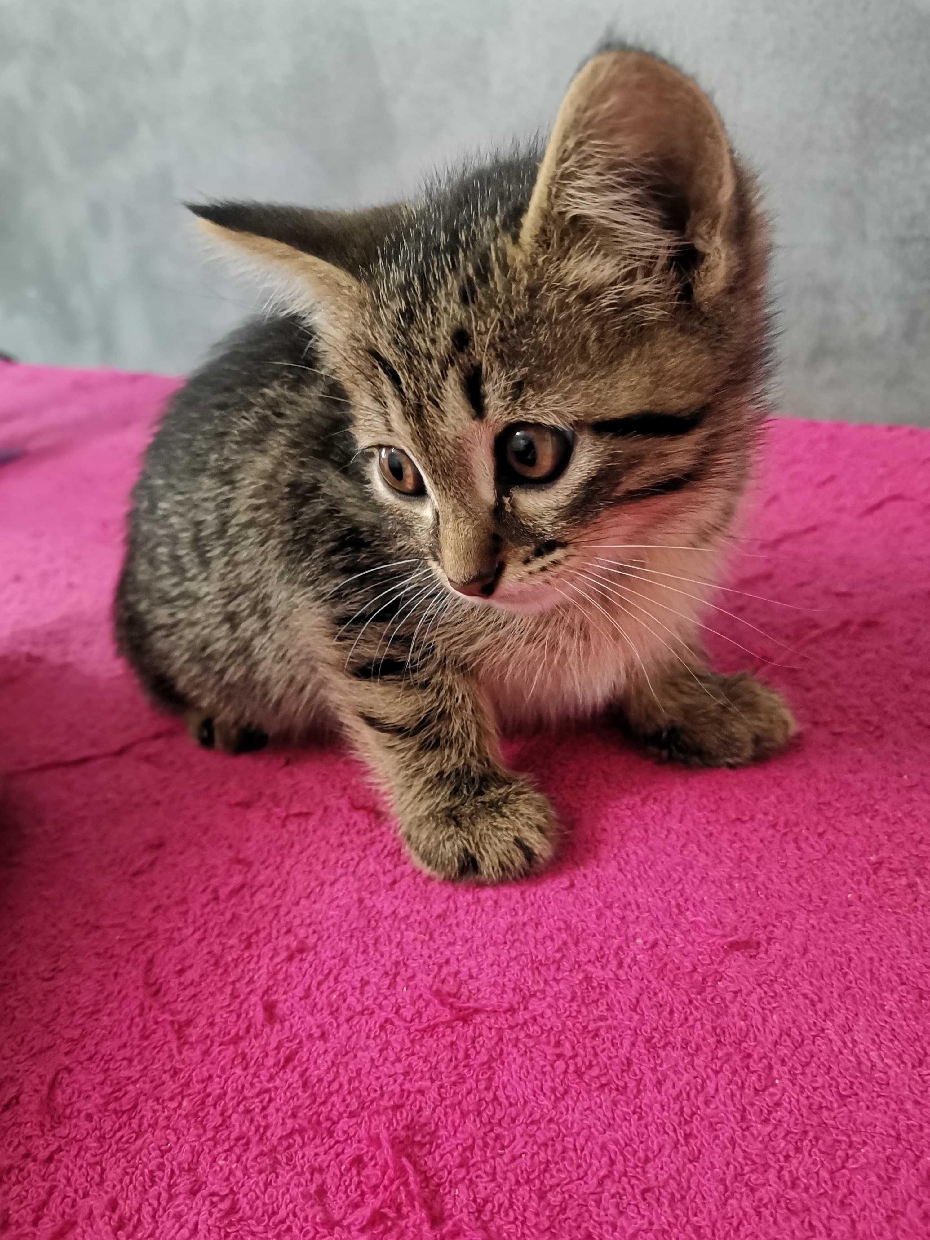 Котята, бесплатно