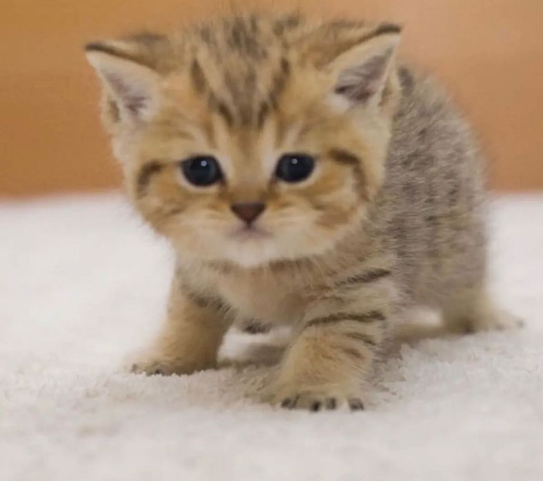 ••!Котята золотая шиншилла!••