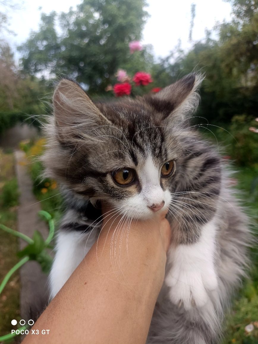 Котята в добрый руки