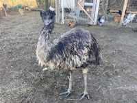 Vand Emu femela 5 ani, schimb cu pasari