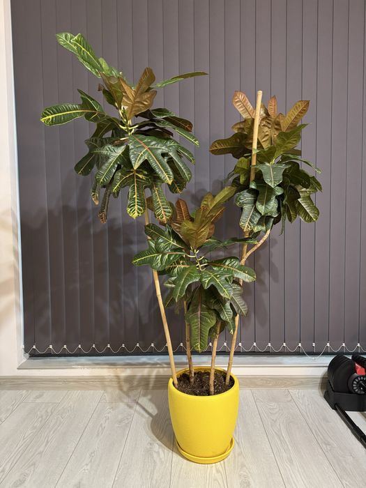 Растение кротон(Codiaeum variegatum)