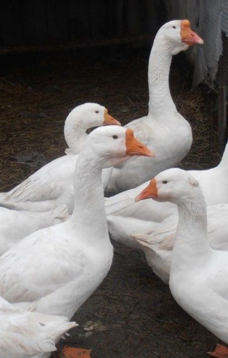 Продам гусей живым весом
