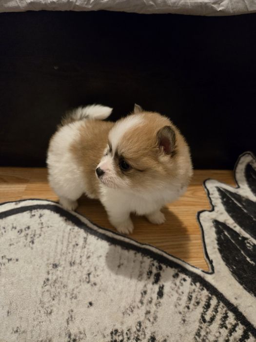 Померан мини Шпиц 3кг