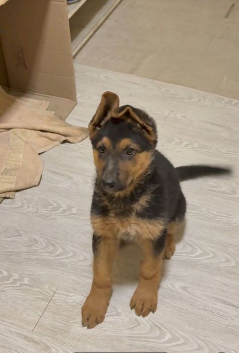 Продаётся не немецкие овчарки.