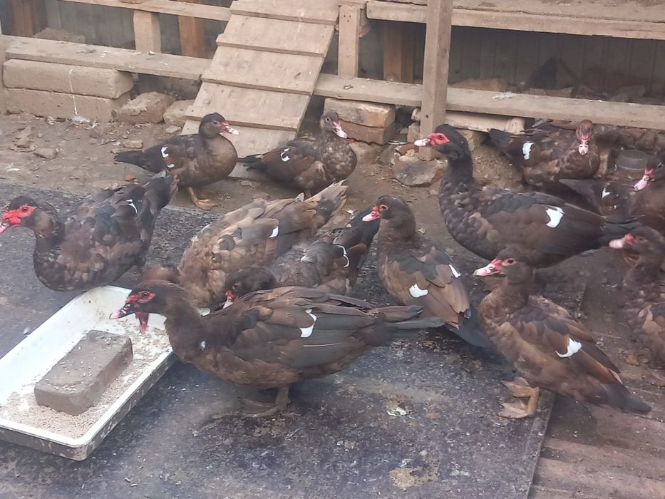 Rațe leșești Ciocolatii pentru reproducere