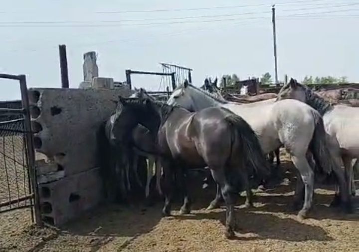 Продам лошадь  с жеребенком