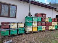 Stupi/cutii albine / lazi albine folosite