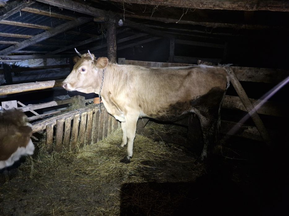 Vand juninca gestantă