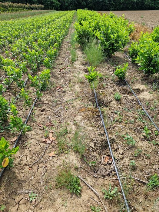 Prunus laurocerasus extra calitate