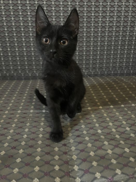 Отдам котенка в добрые руки