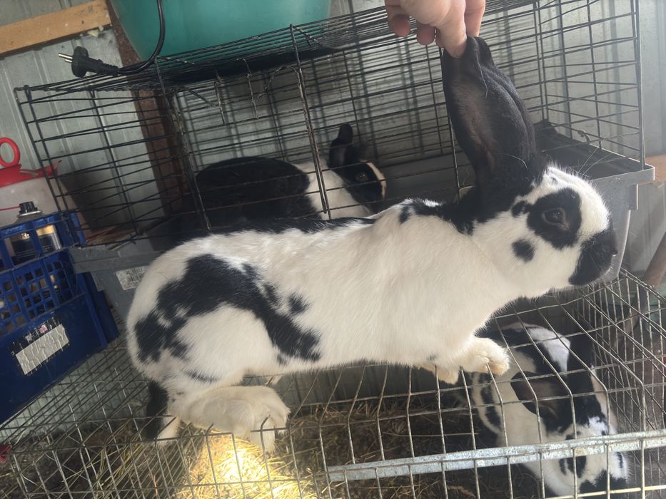 Mascul fluture adult 1,5 ani