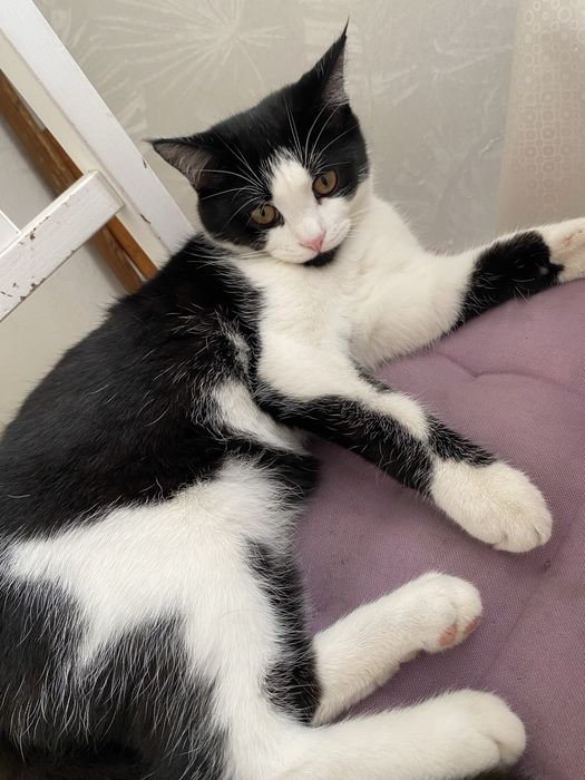 Отдам кота в хорошие руки