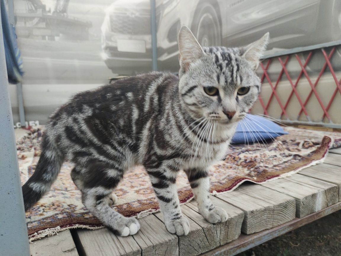 Шотландский кот ищет дом