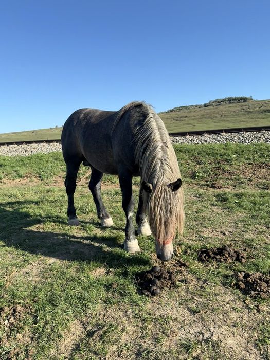 Vand harmasar de 3 ani