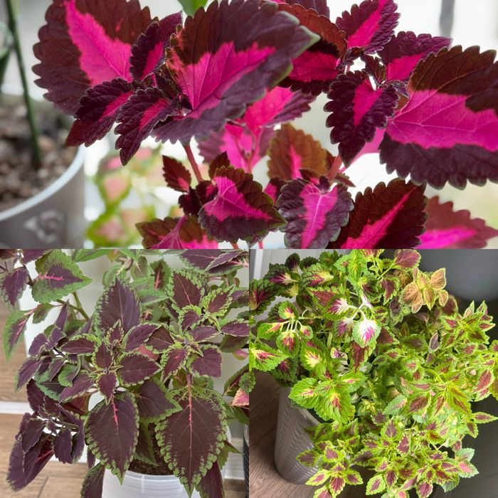 Колеусы черенки свежий срез