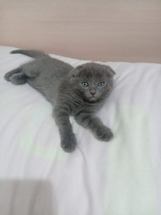 Шотландский мальчик вислоушка