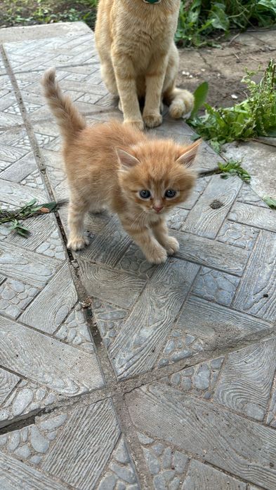 Котят отдам красивых