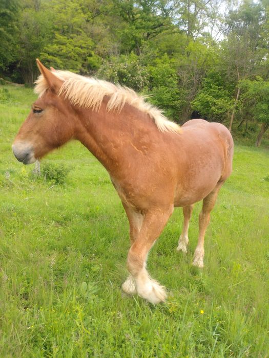 Vand mânz armasar/ NU FAC SCHIMB