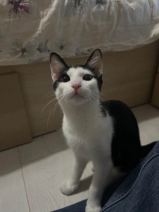 Simpaticul isi cauta o familie