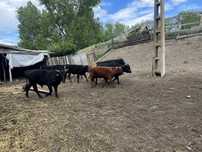 Taurasi de carne