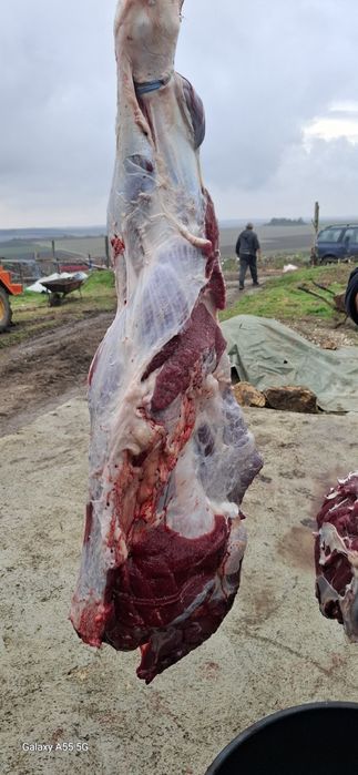 Свободни мъжки телета юници и ялови крави