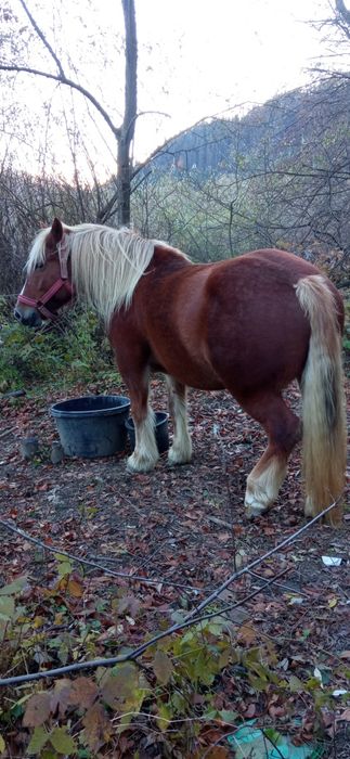 se vinde iapă cu mînz de 6 luni