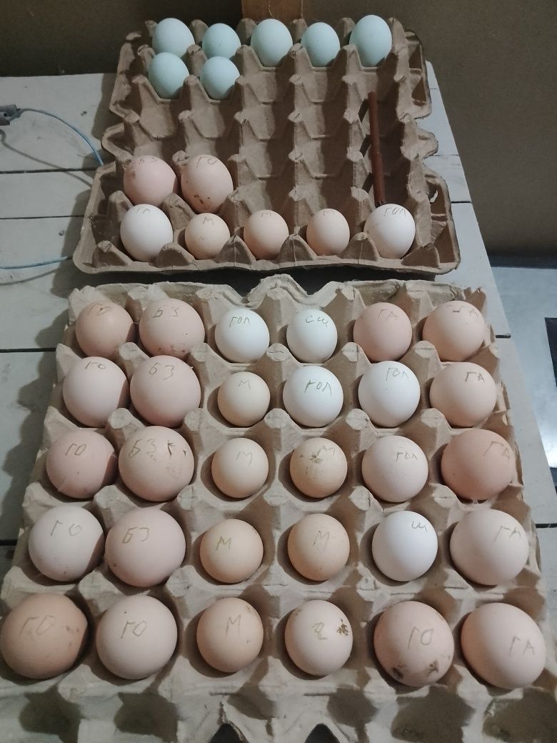 Яйца ко шамо от привозных птиц.