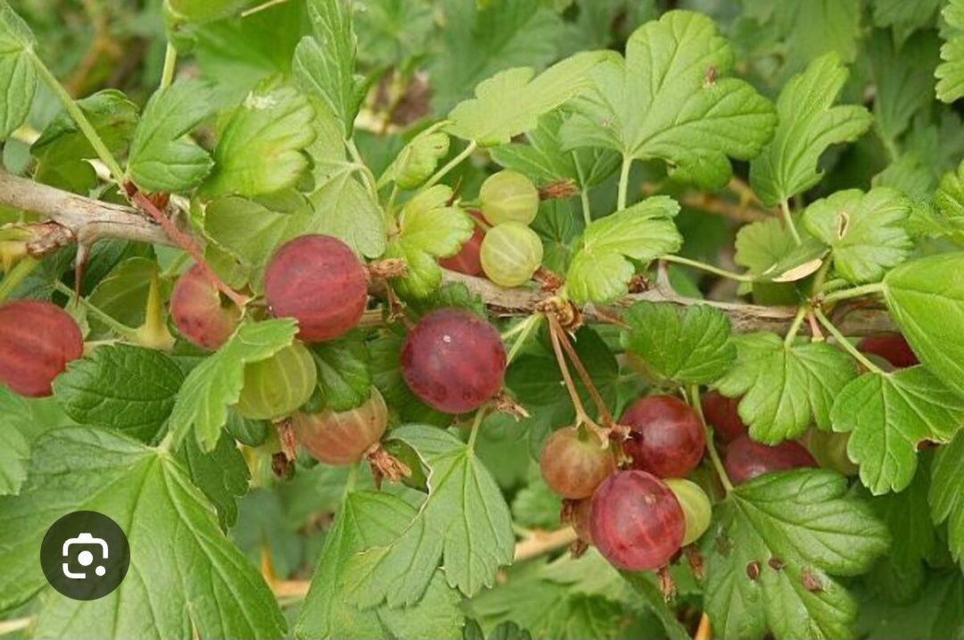 Agrise naturale vand