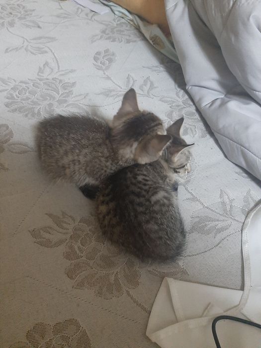 Отдам бесплатно котят