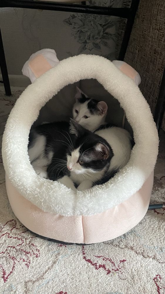 Отдам котят в добрые руки