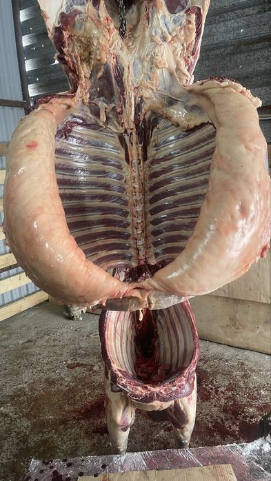 Согым в астане байталы тай