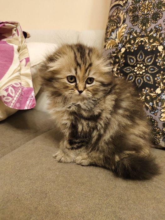 Хайленд фолд девочки шиншиллы