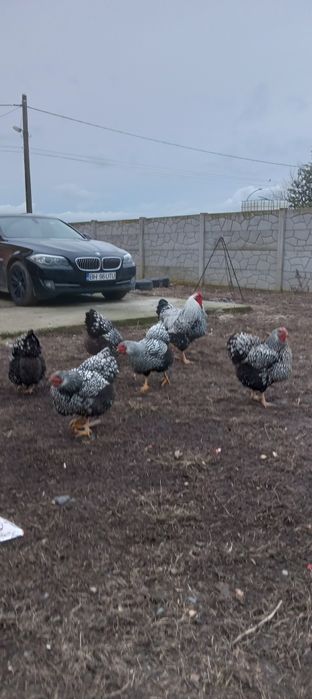 Vind gaini de rasă Wiandotte argintiu 150 bucata