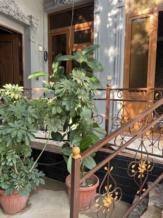 Гул ишкивозлари учун тезкор сотилади