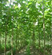 Paulownia inradacinata.livrare RO.pomi fructiferi multiple soiuri.