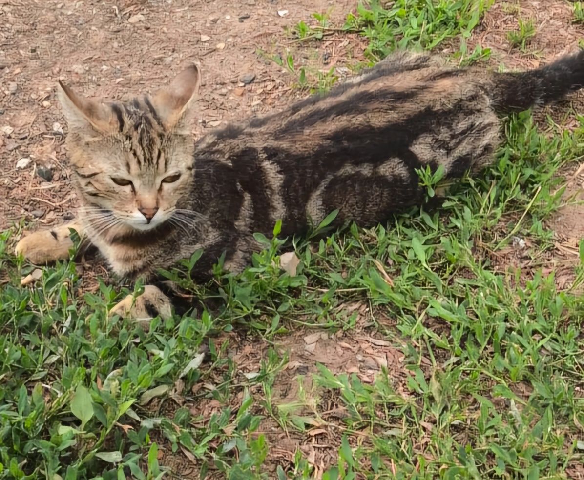 Продам котят Скоттиш фолд