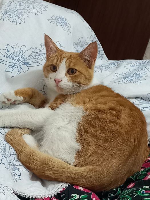 Продаётся     кот