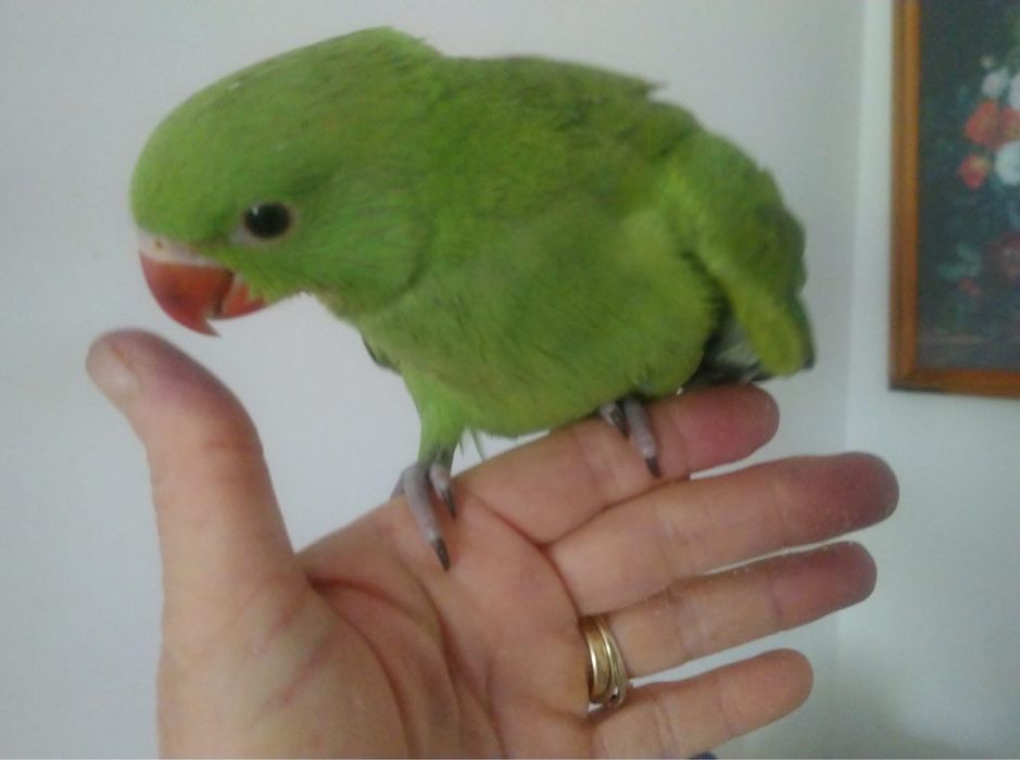 Papagali vorbitori pui blanzi Micul Alexandru Alexander