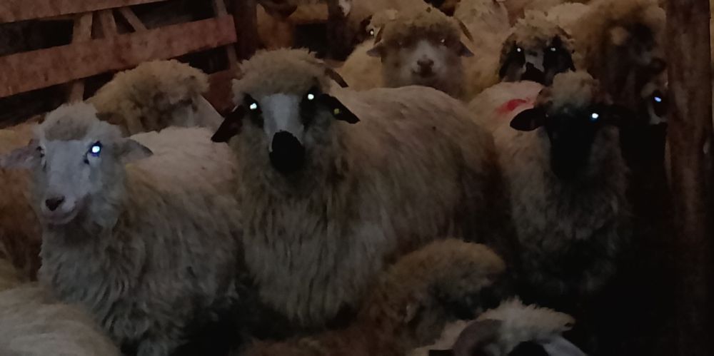 50 de oi spre vânzare